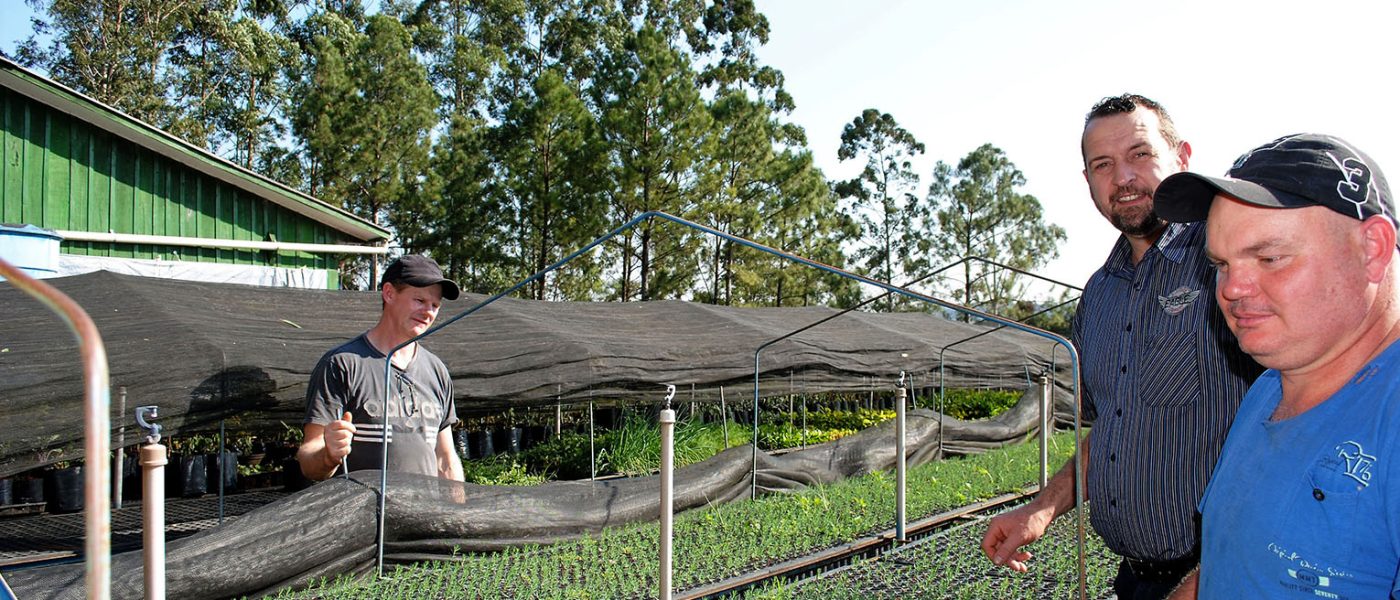 O cipreste tuia é recomendado e muito utilizado para ser plantado em volta a aviários, chiqueirões ou estábulos